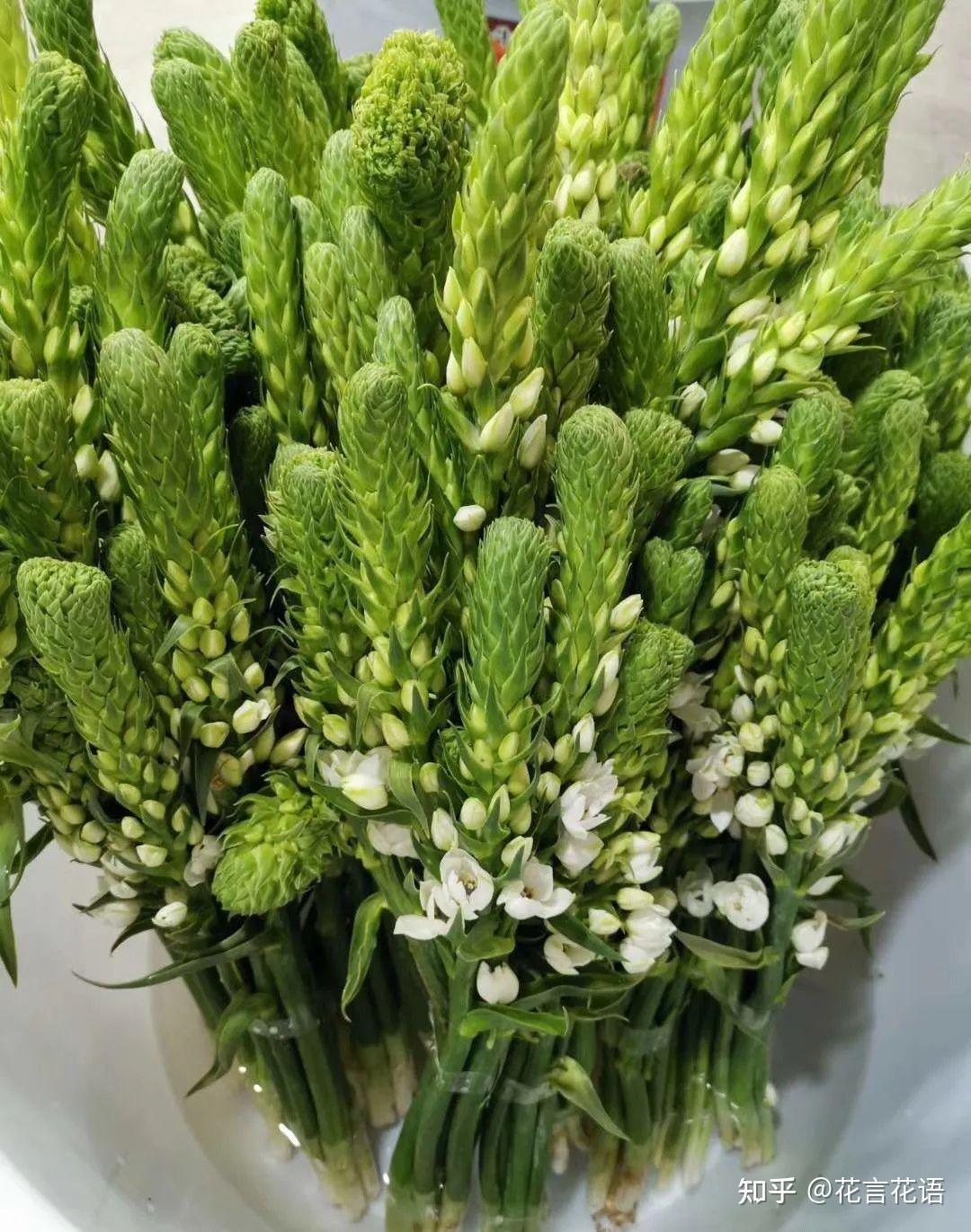 鲜切花圣星百合养护