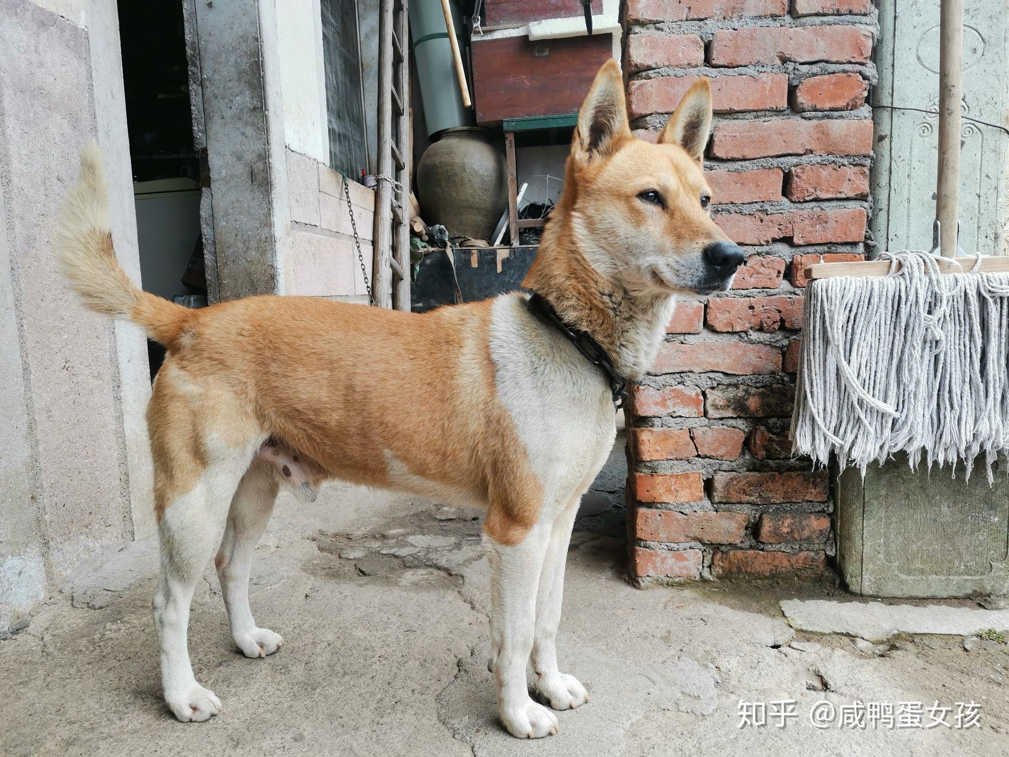 小土狗长大后就不好看了吗? - 知乎