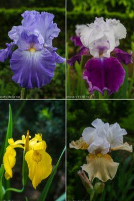 希腊神话与英语医学术语——Iris - 知乎