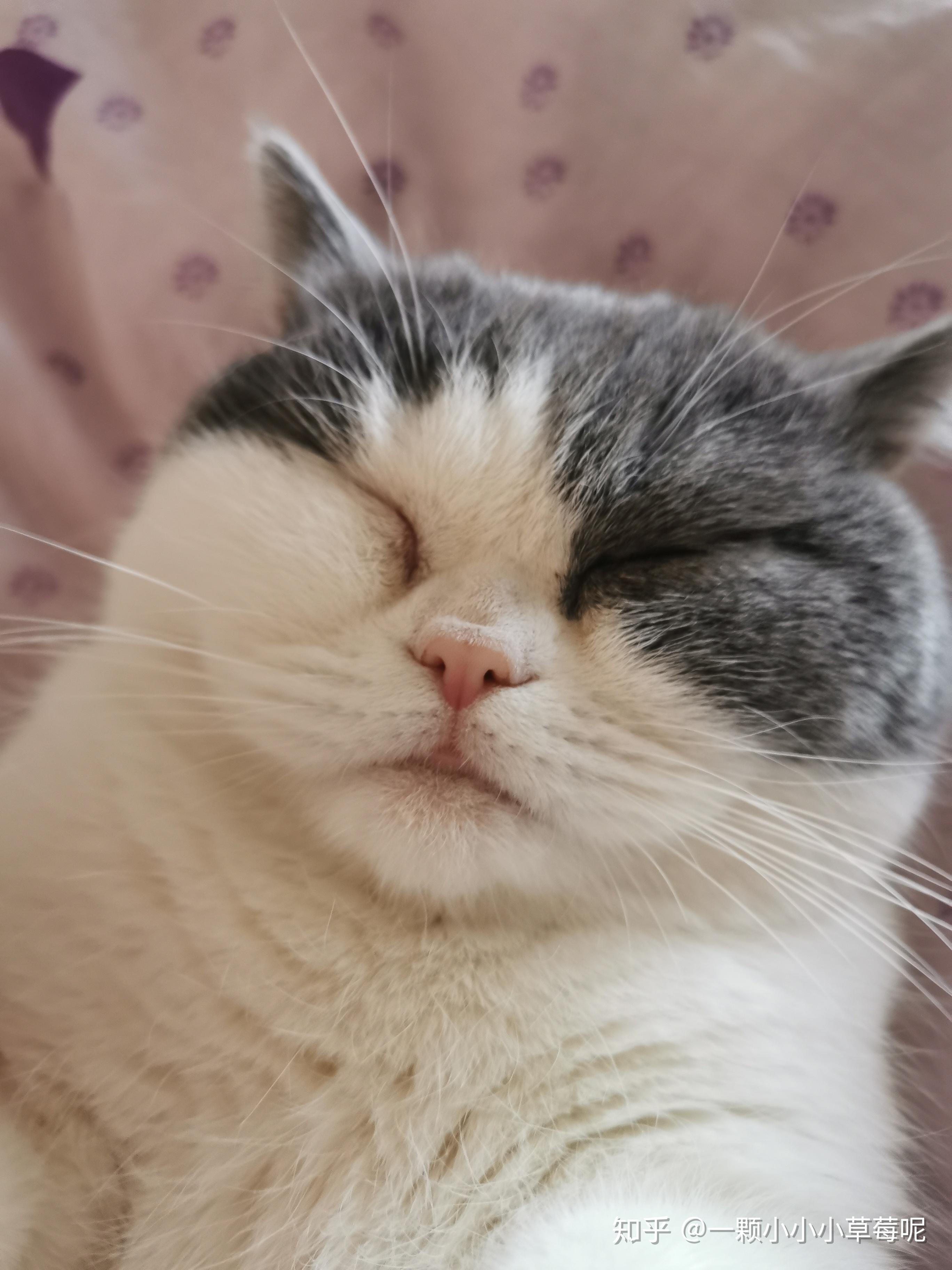 宠物猫 美国短毛猫 英国短毛猫(蓝猫) 品种猫 为什么英短喜欢皱眉头?