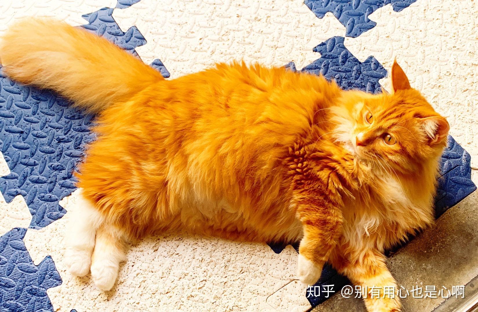 请问田园橘猫混金吉拉的串串长什麽样子有成年猫的相片吗