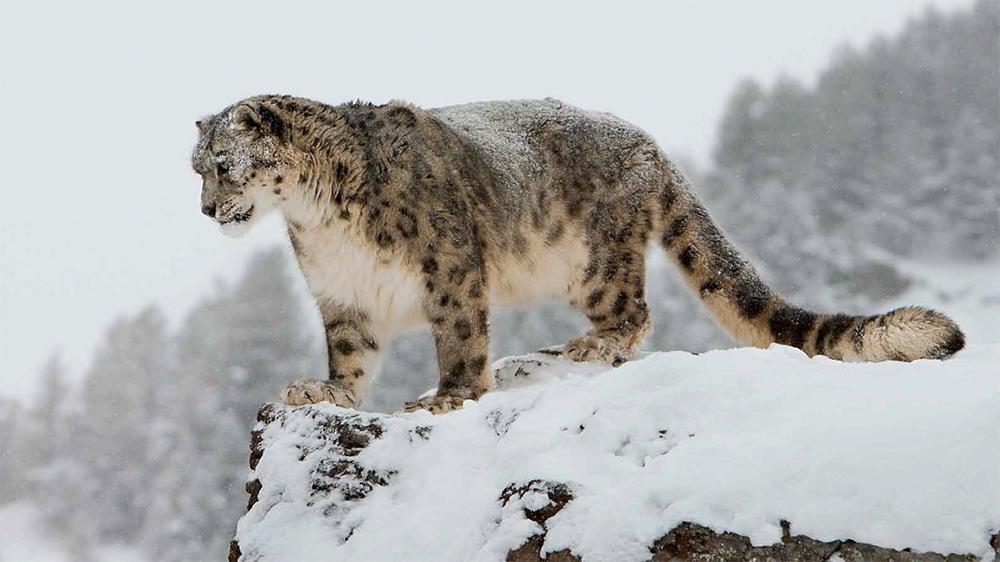 新疆阿勒泰出现3只雪豹满山搜寻盘羊的气味能把猎物追到跳崖