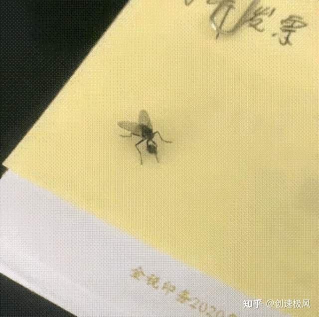 苍蝇为什么把自己的头拧下来?