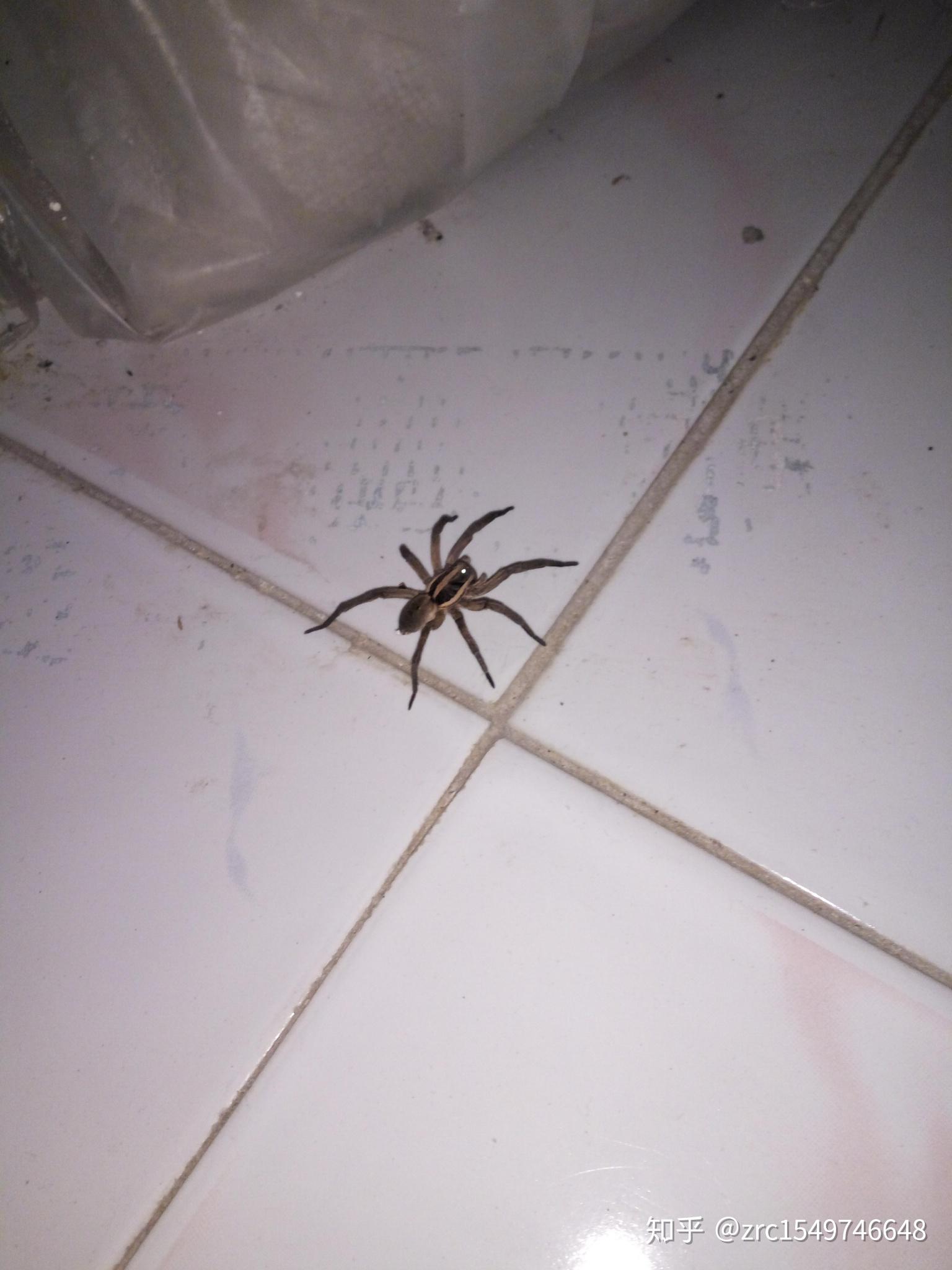 中国室内常见毒蜘蛛图片