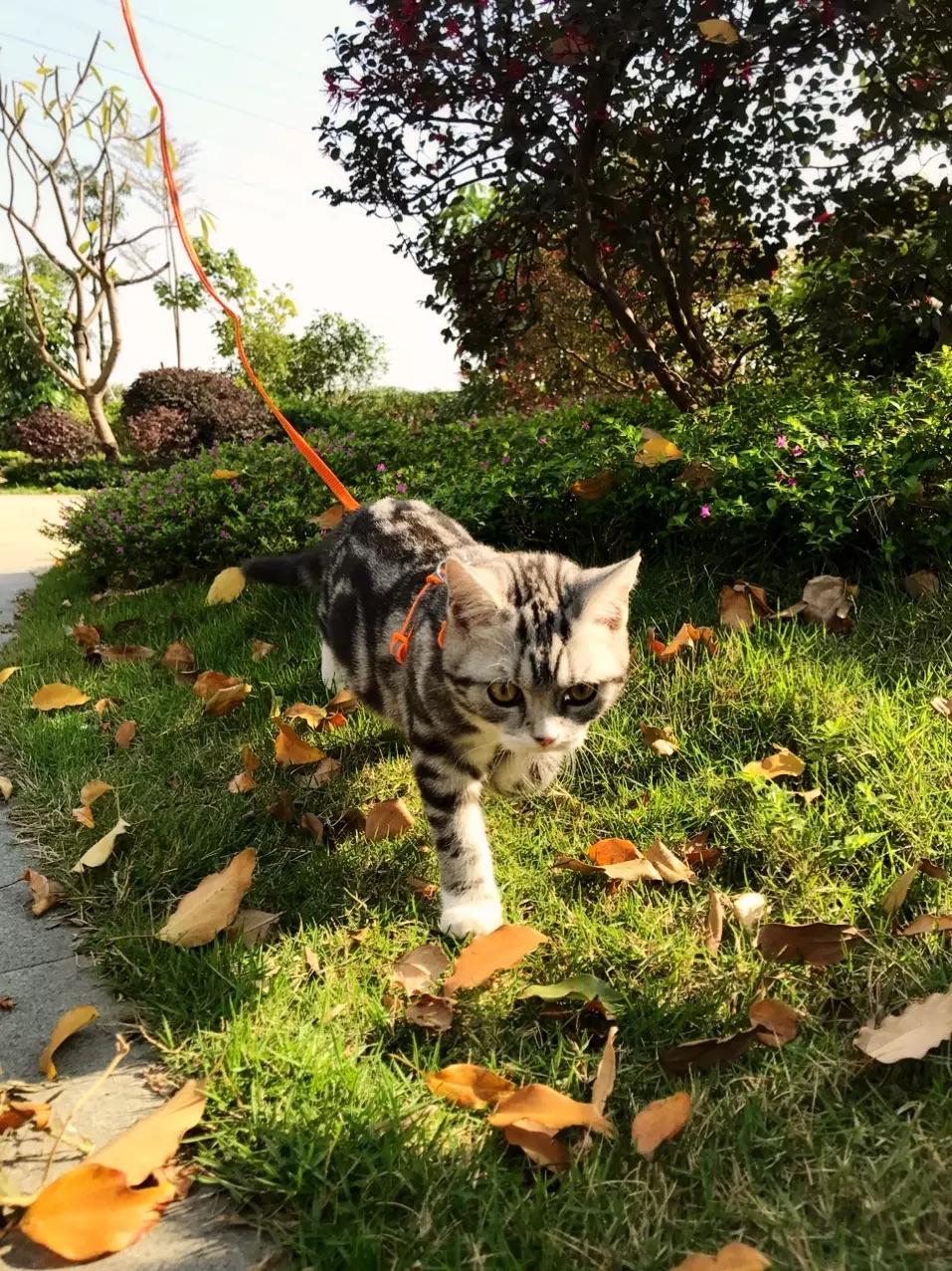 保存好这份清单 猫不能吃的植物都有这些 知乎