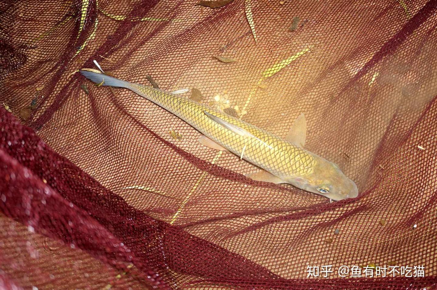 中国原生鱼:北京鱼类图鉴 - 知乎