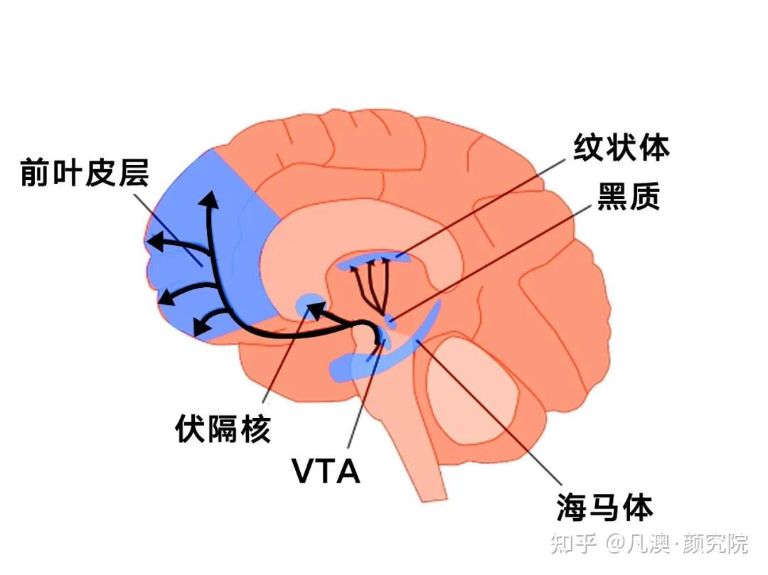 凡澳颜究院 |糖瘾≈毒瘾?多巴胺奖赏系统深度解析 - 知乎