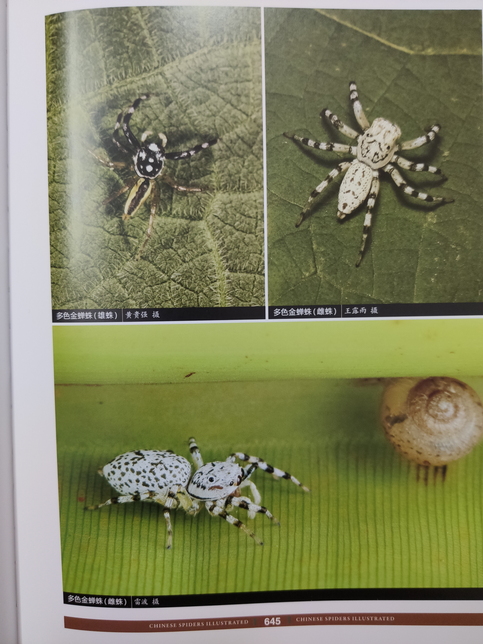 想知道这种白色的蜘蛛叫什么?