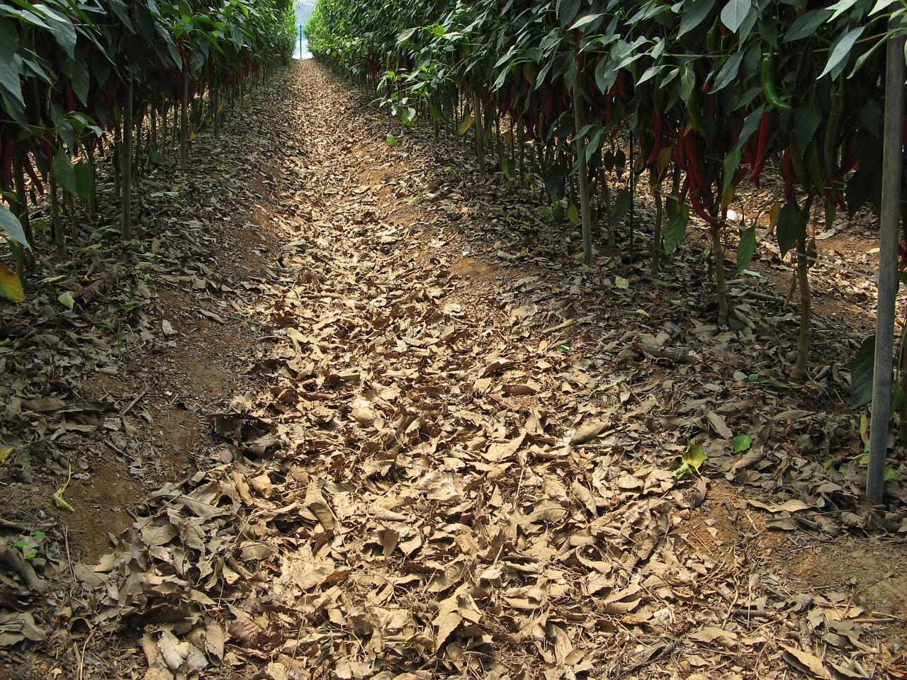 3. 微生物土壤改良