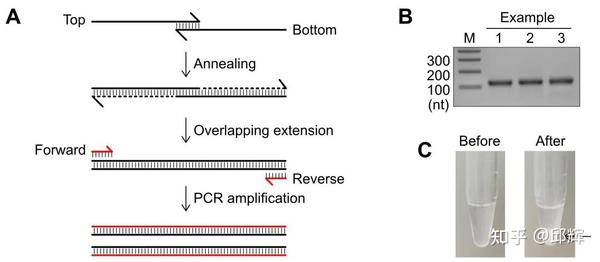 一种用于基因组编辑的Cas9核糖核蛋白(RNP)制备的方法。 - 知乎