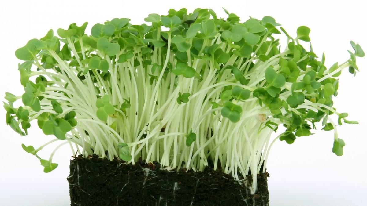 你所不知道五菜中的补肾壮阳菜藿