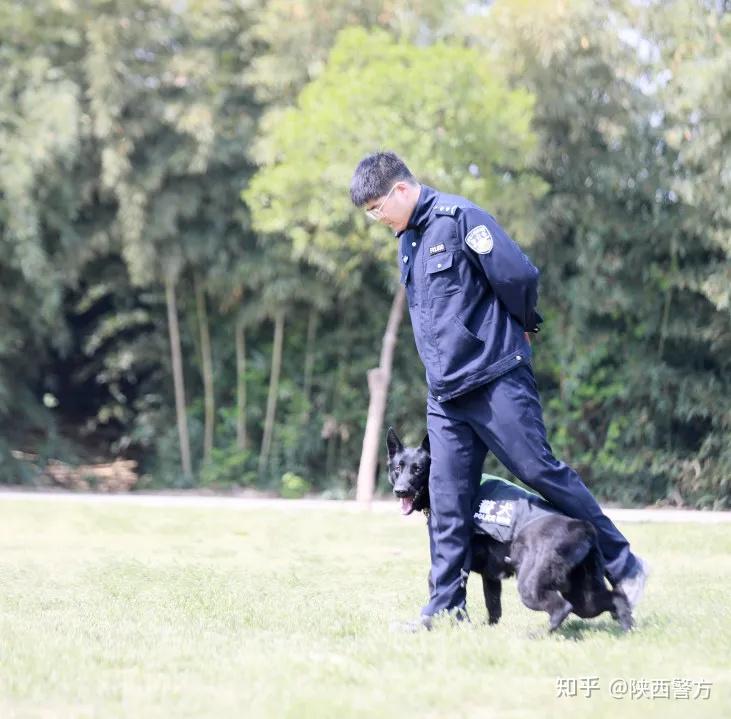 警营汪星人集合咸阳警犬年度训练现场海量图片