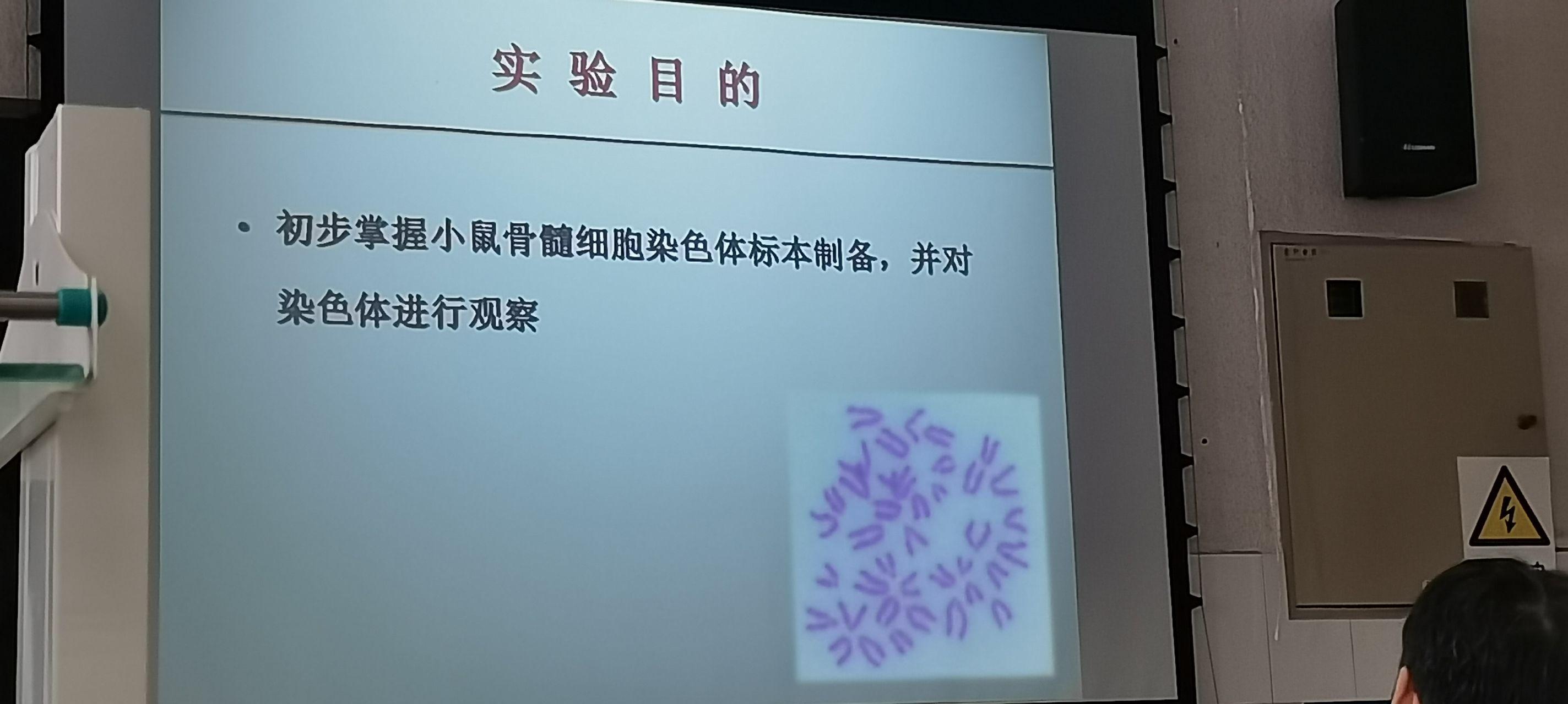 制备染色体标本