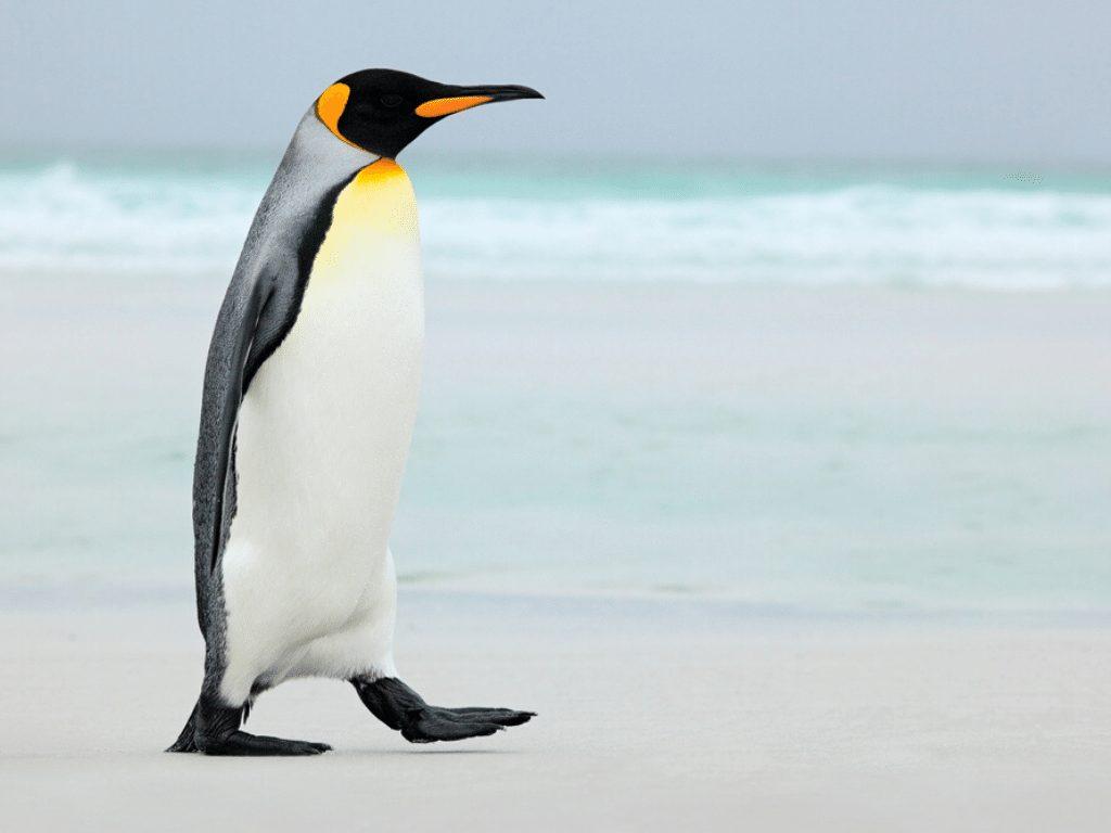 小企鹅为什么走路姿势那么可爱啊