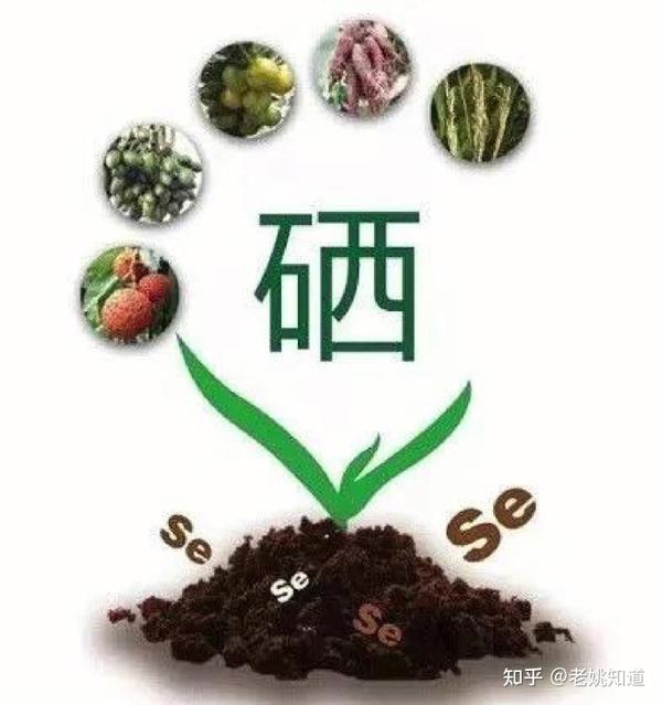 硒怎样读