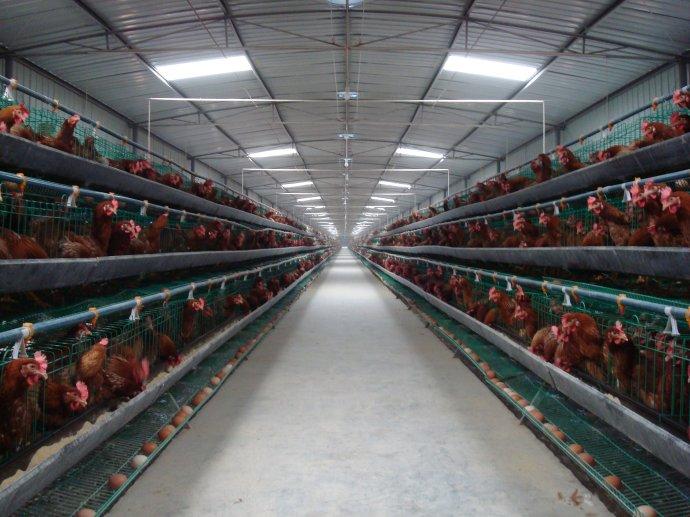 寒冷季节控制鸡舍水分的要点