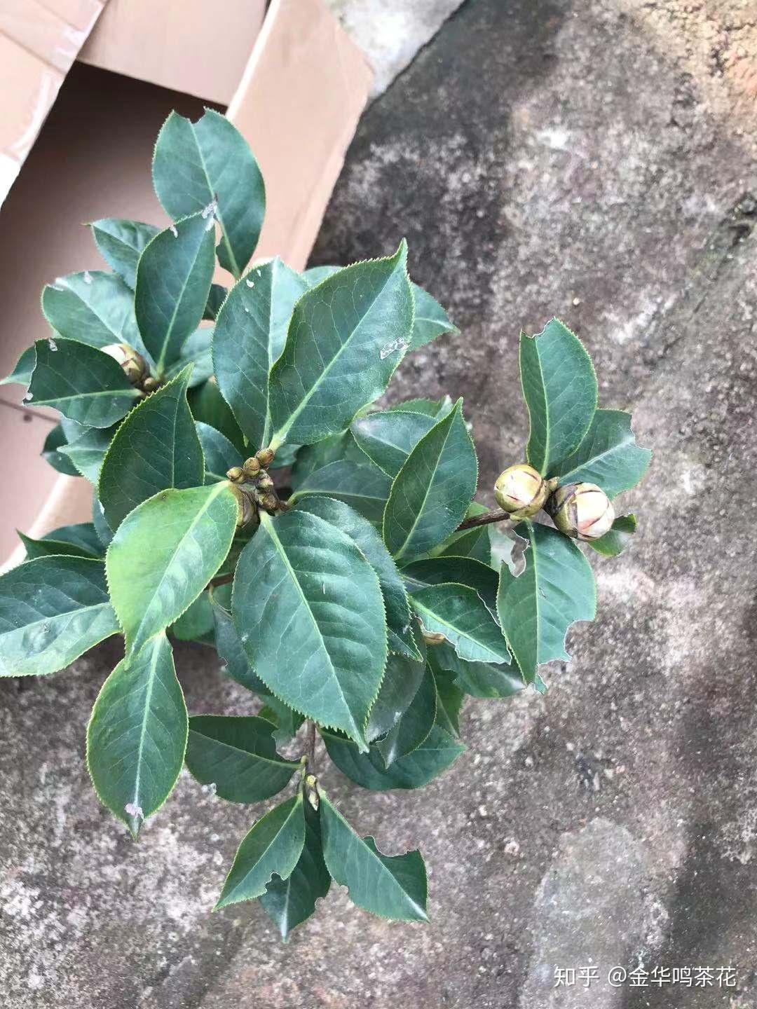 莓茶的功效与作用_茶莓功效作用与禁忌_茶梅的功效与作用