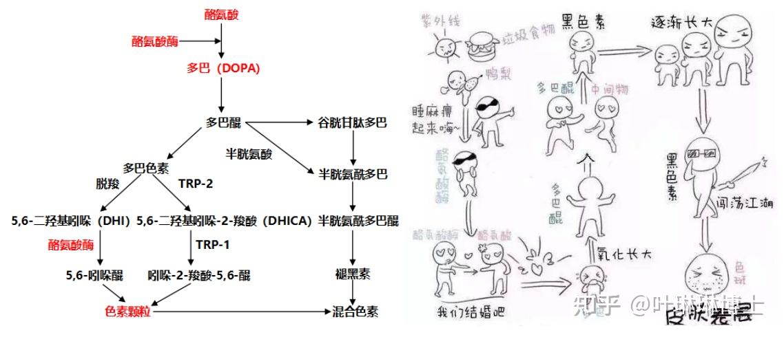 我們不需要記住其中的所有細節,但要認清的是酪氨酸酶,氧化中間產物