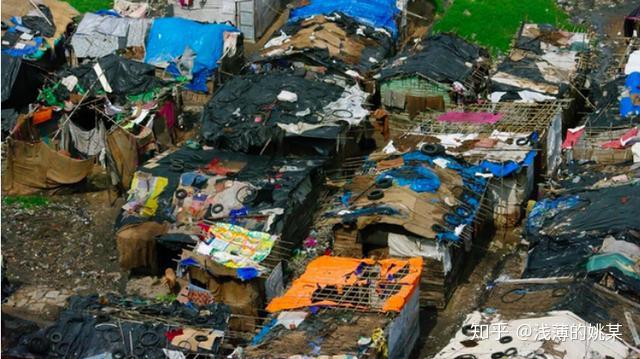 牛粪GDP_鲜花插在牛粪上图片(2)