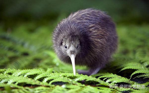新西兰kiwi鸟