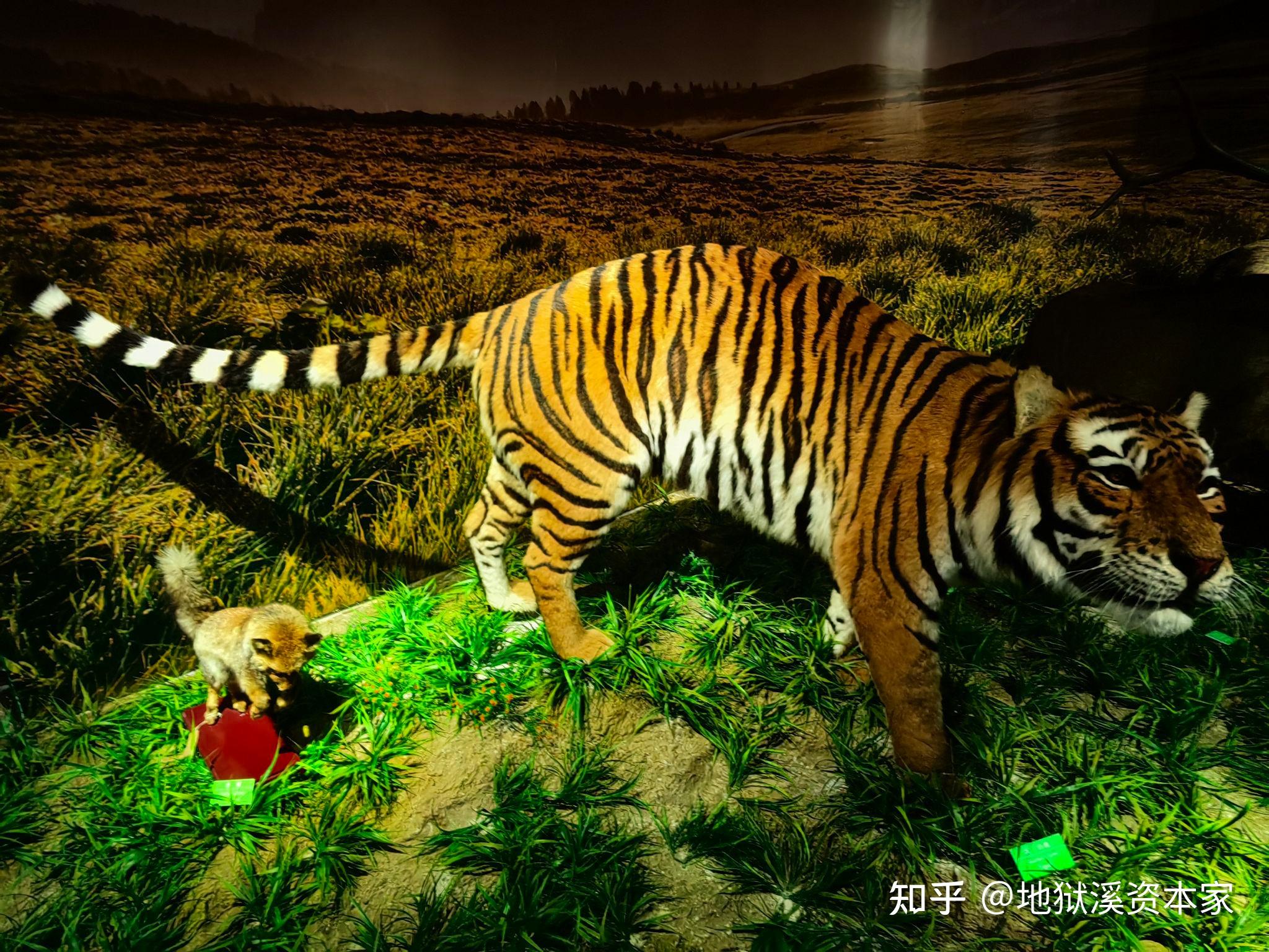 为什么老虎，狮子，豹子都属于猫科动物呀？ - 知乎