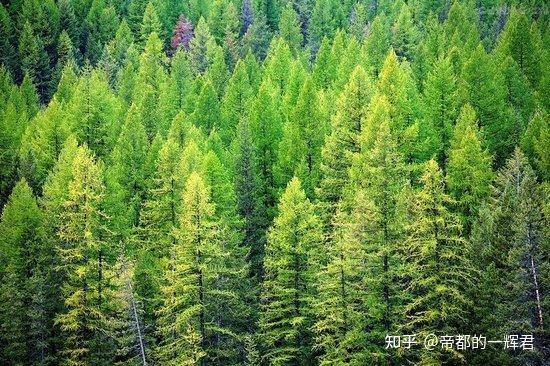 为什么温暖地方多生长阔叶林,寒冷地方多生长针叶林? - 知乎