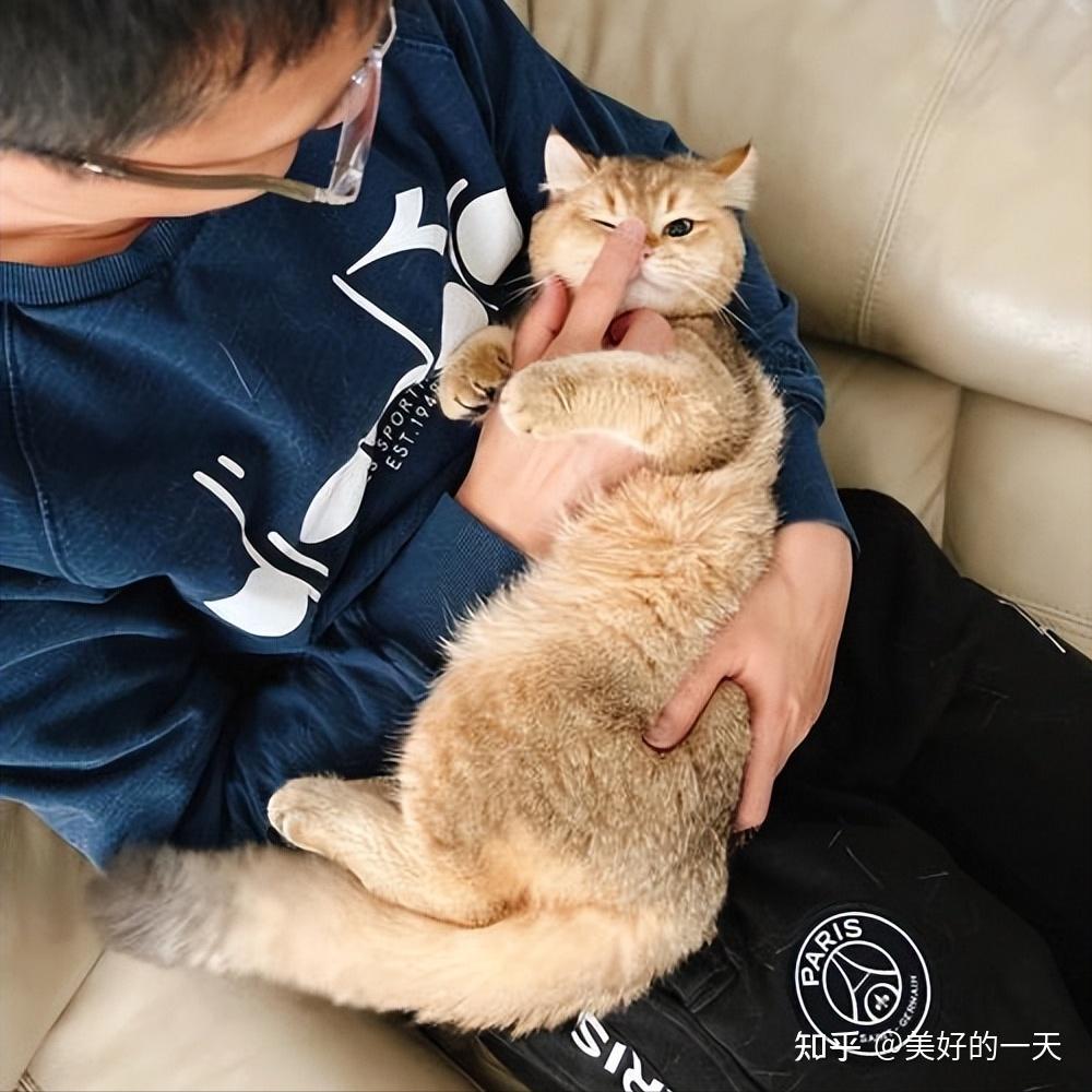 养猫多年经验告诉你，想要猫咪听话，就不要对它太好！ - 知乎