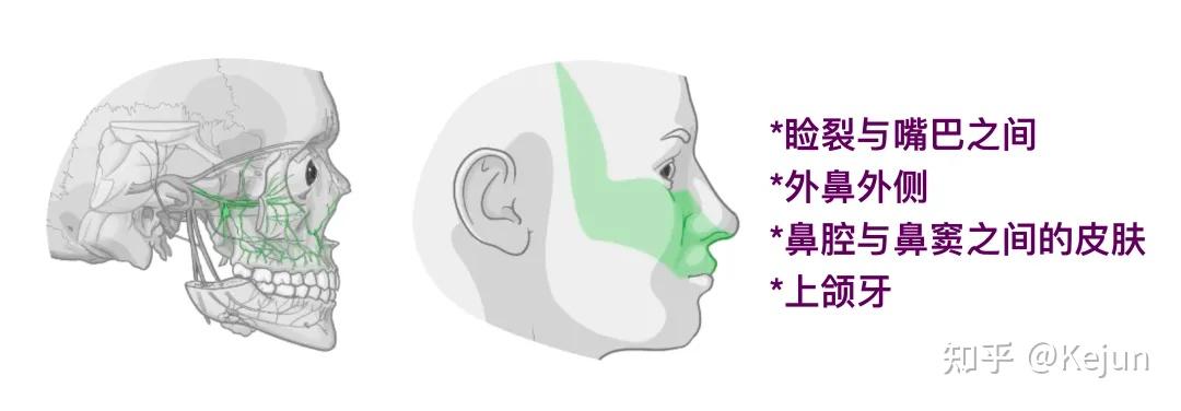 人体解剖学基础——三叉神经 - 知乎