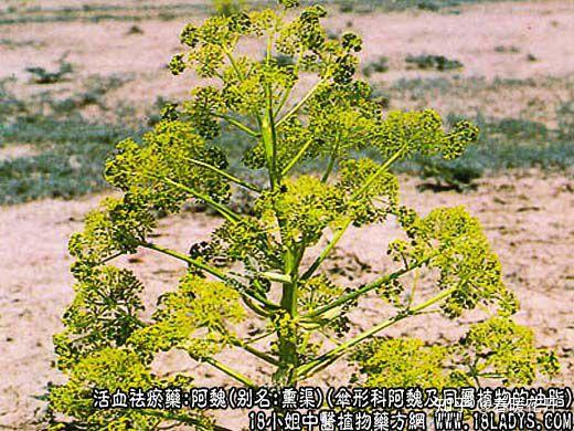 什么是阿魏?印度的臭咖喱居然就有它.它还可以做钓鱼的药.