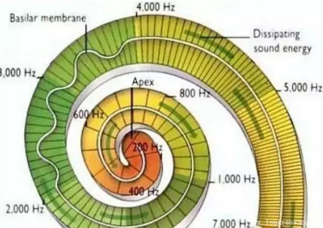 耳朵裡的耳蝸聽覺纖毛細胞從裡到外每一根纖毛對應的頻率分別是多少