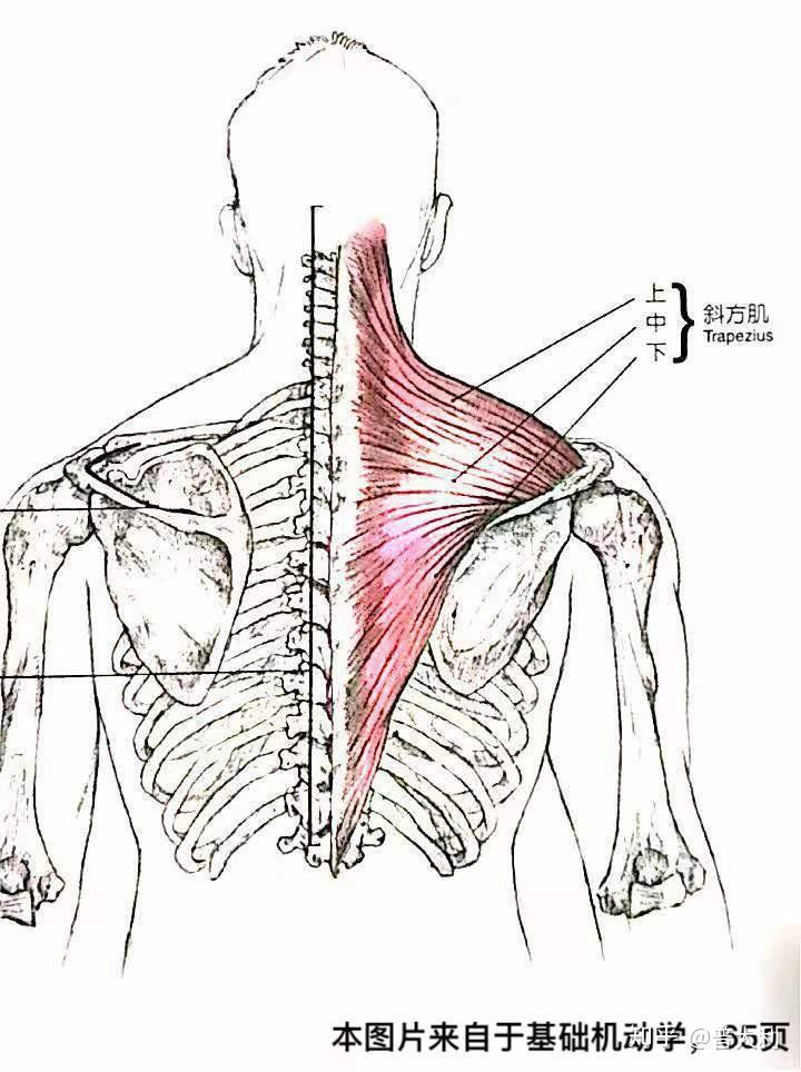 翼状肩的原因分析及治疗方式
