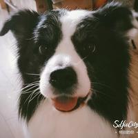Zhihu profile picture for @semiautomatic