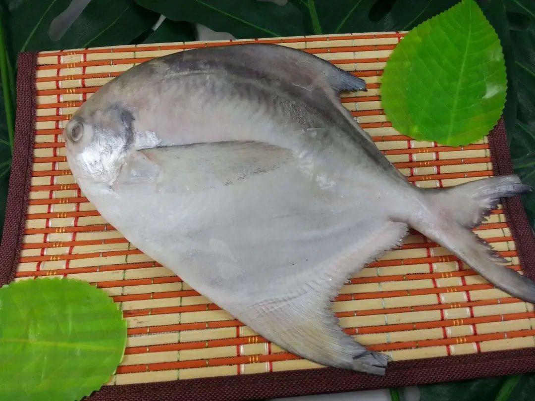 鲳鱼:金的,银的,选哪个更好?