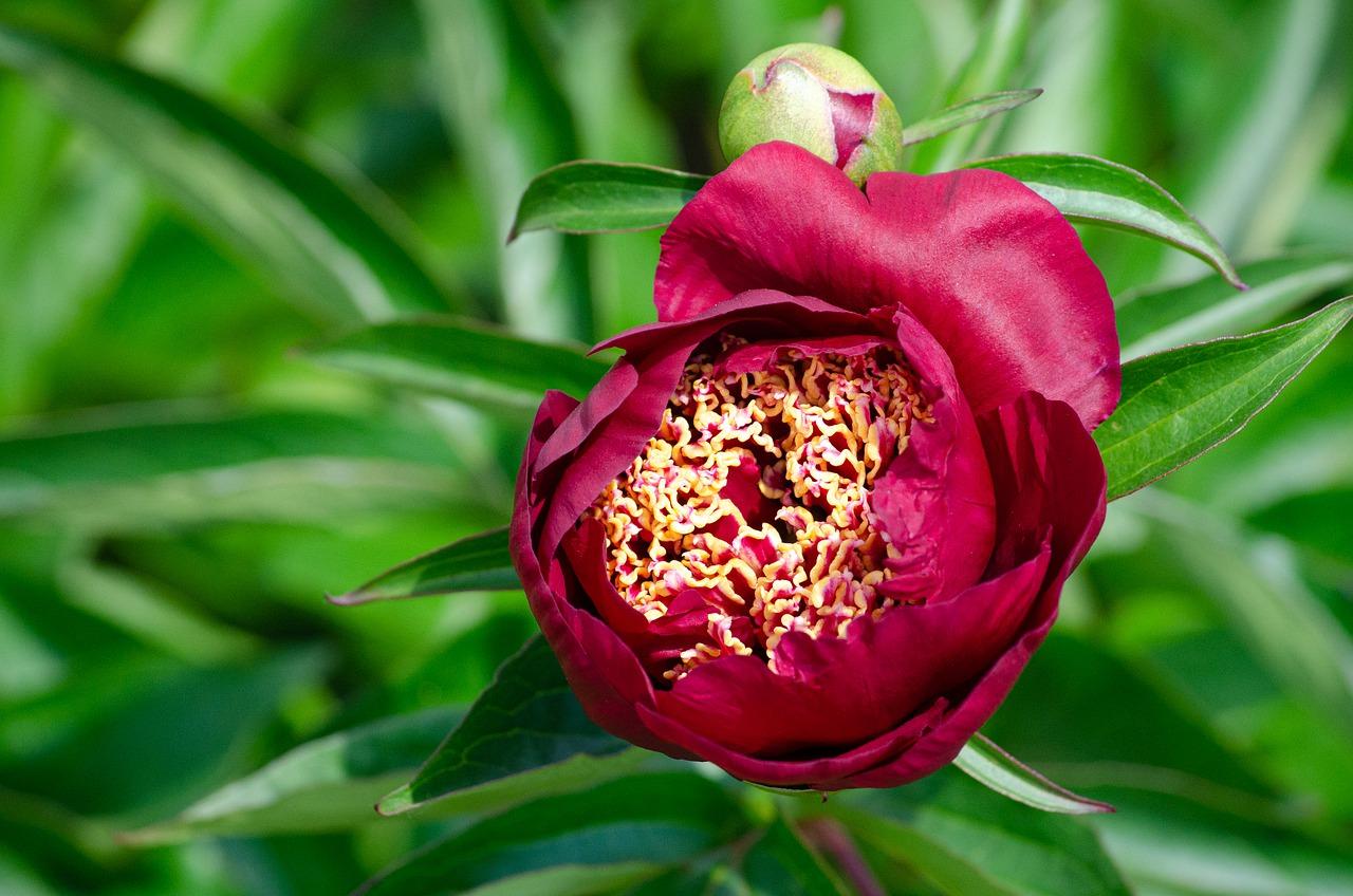 4. 开花环境要求