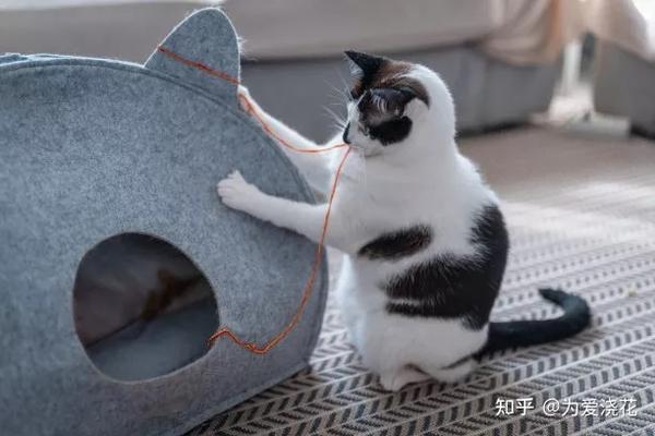 猫窝挑选注意事项 怎样为猫咪定制一个温暖的家 - 知乎
