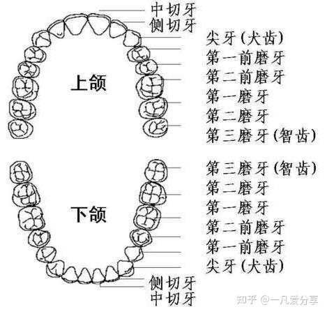 成人28颗牙齿名称图片图片