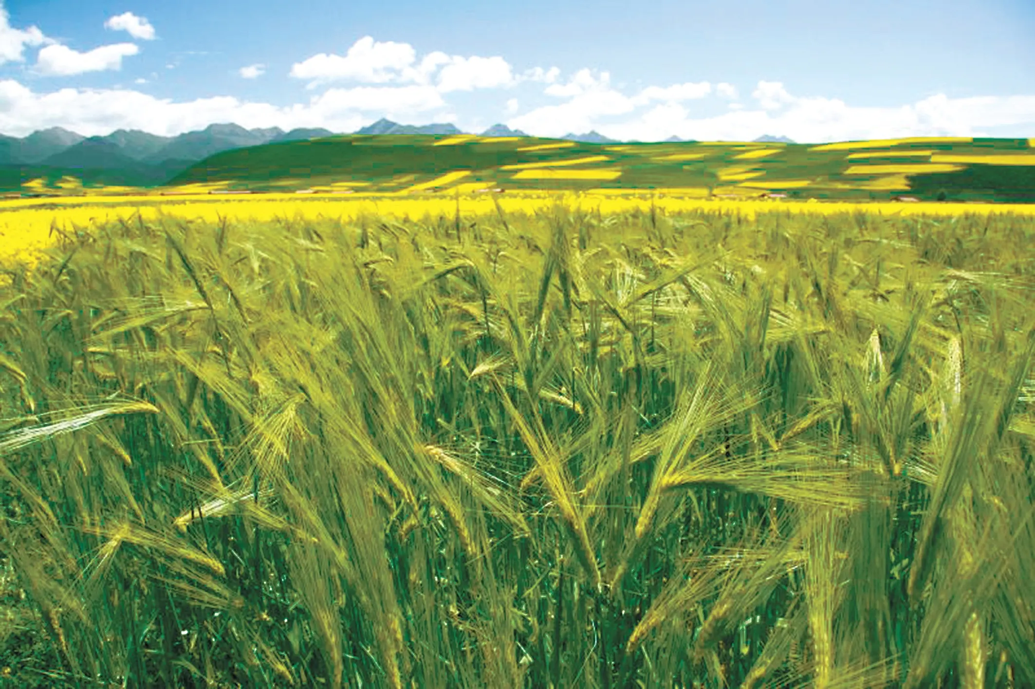 青稞的药用价值在古籍中的描述