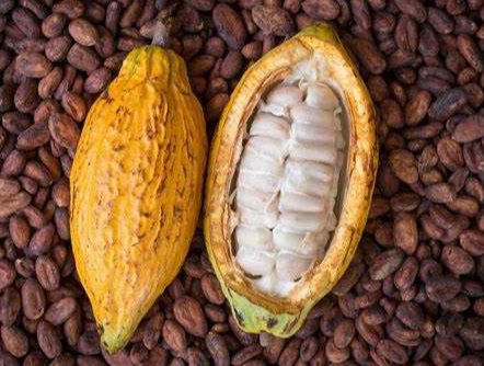 小地理第21篇世界三大饮料作物可可