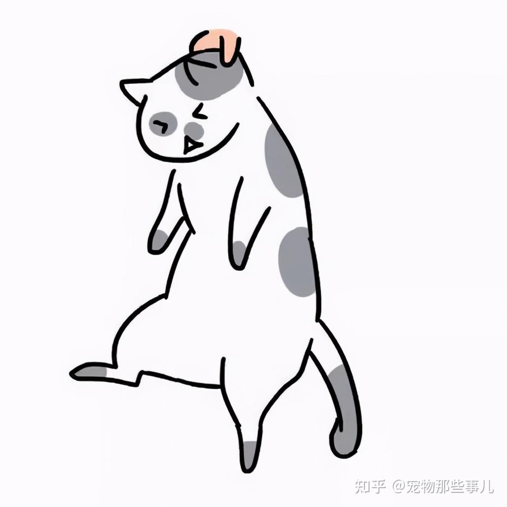 如何正确地抱猫?作为一个合格的铲屎官,你真的会抱猫吗? - 知乎