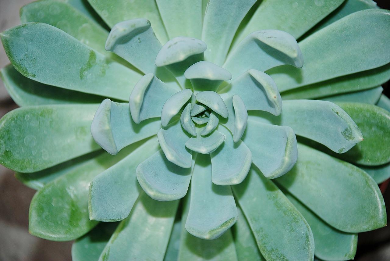 2. 独特锦化技巧