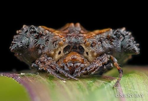 世界罕见 v2-dfa69b19dbd0649ad8e0ab316979e141_r.jpg