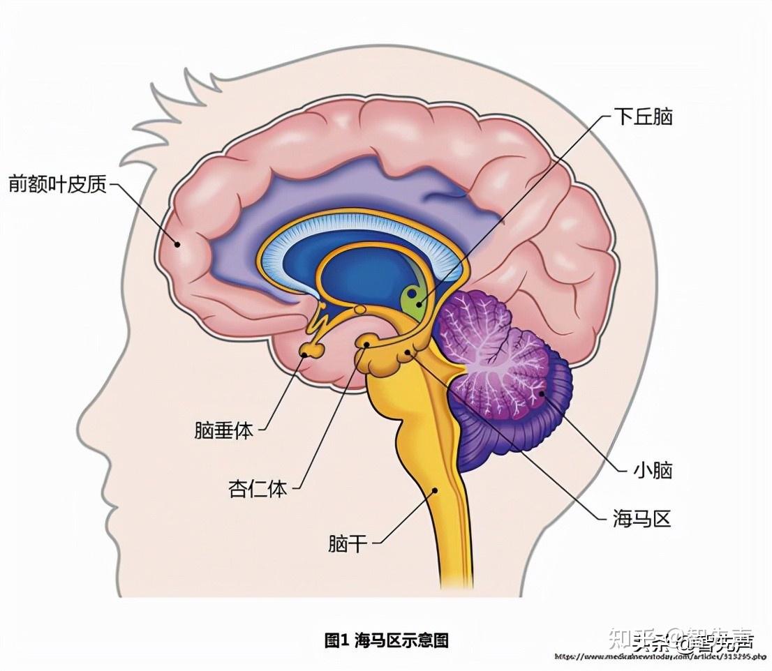 海马体,不是海马很多人就说了,这都是科幻,哪有这么神奇的神器.