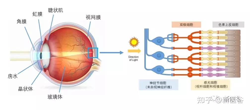 视觉神经的工作原理是怎样的? - 知乎