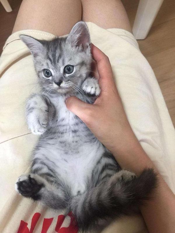 宠物猫品种大全及价格 - 知乎