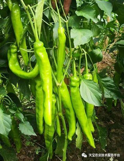 预防病虫害,保证叶片健康,光合作用正常;合理喷用1000倍液嘉美脑白金