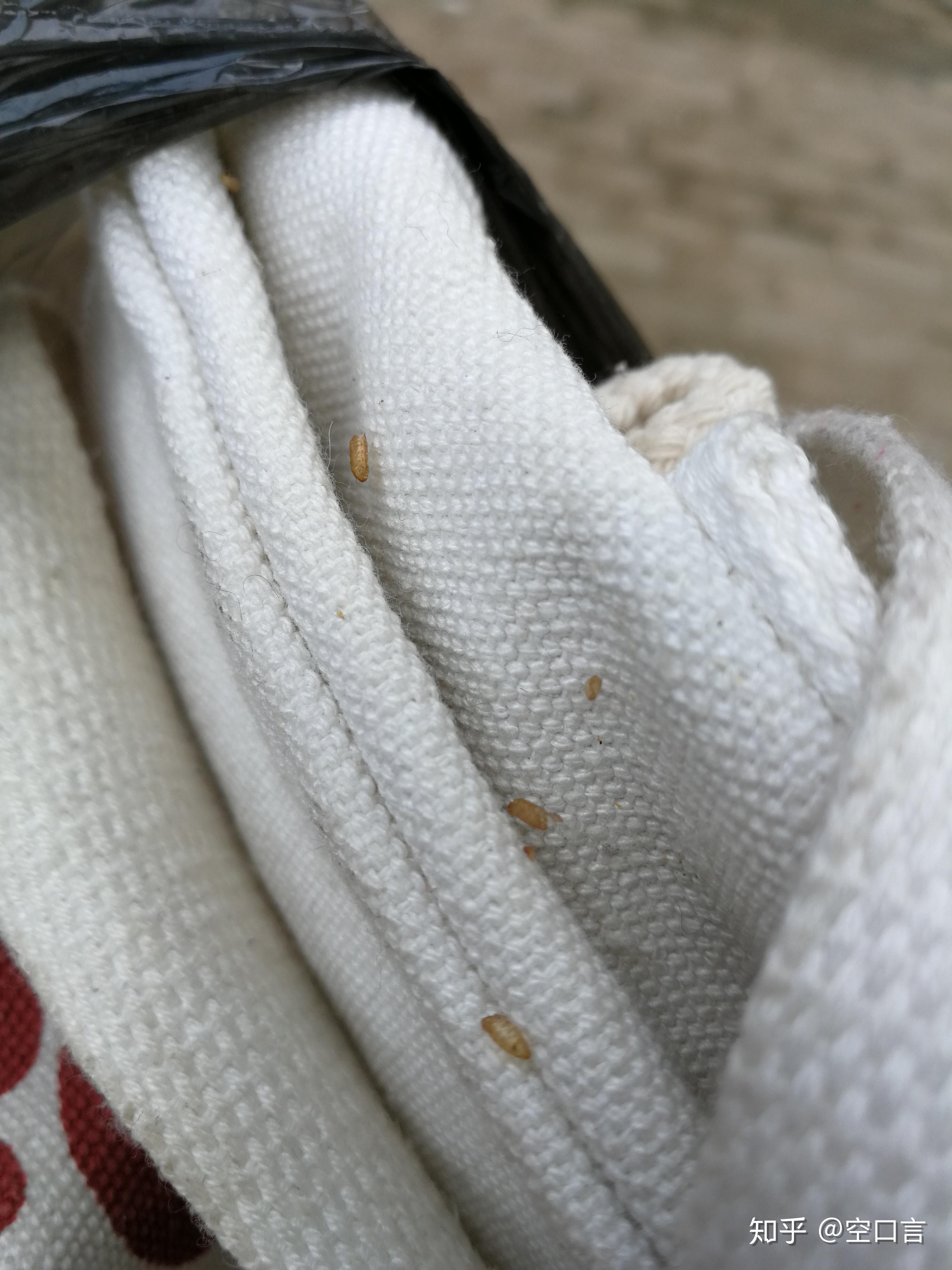 请问这是什么qaq蟑螂卵吗qaq? - 知乎