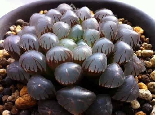 图片来自百度,紫肌玉露