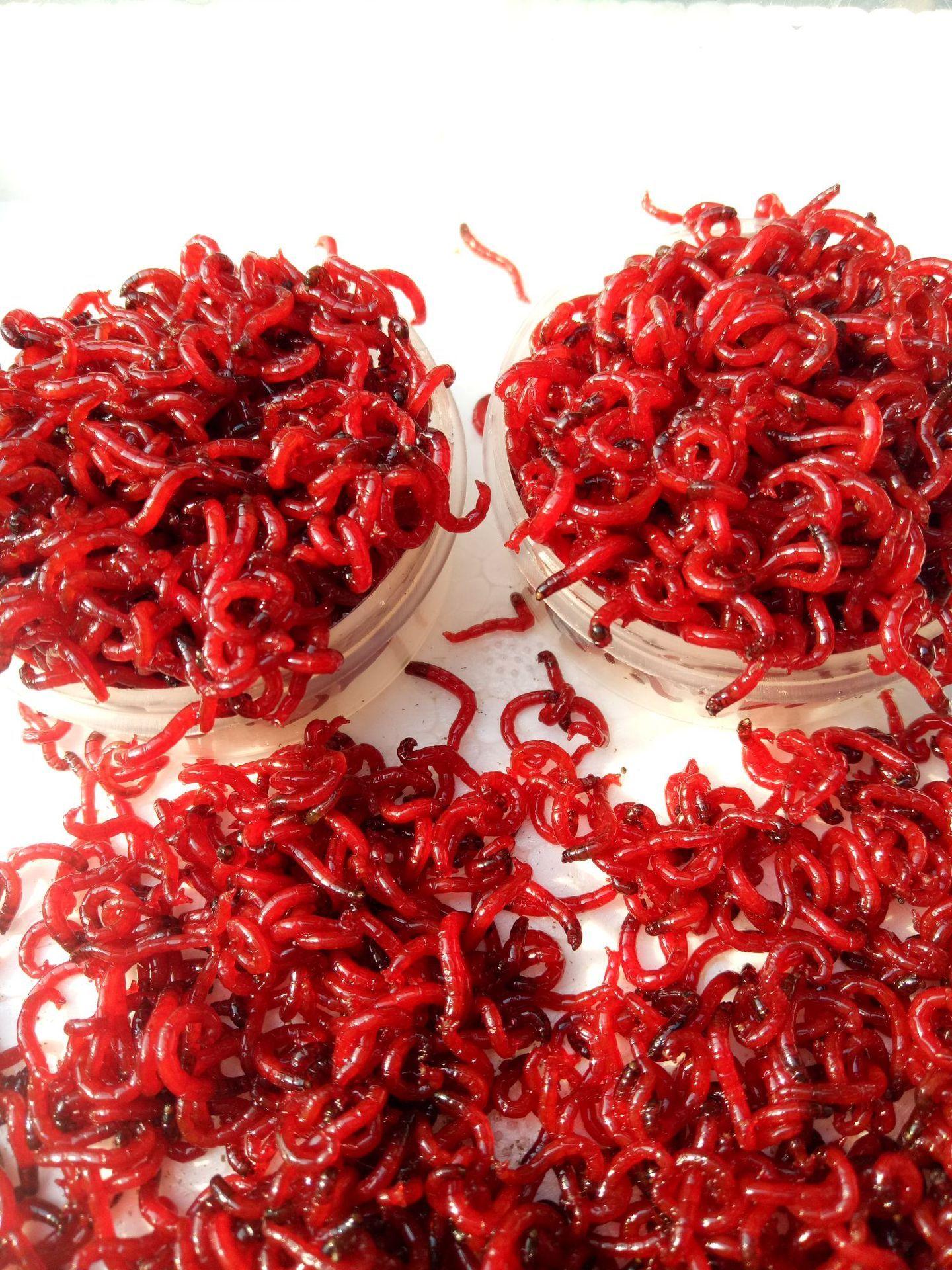 大便红色虫子像蚯蚓图片
