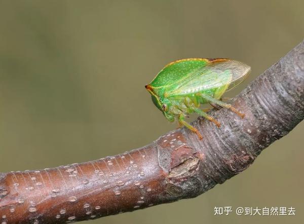 虽然我比表亲蝉的体型小,但耐不住我豪横啊!请叫我角蝉奥特曼!