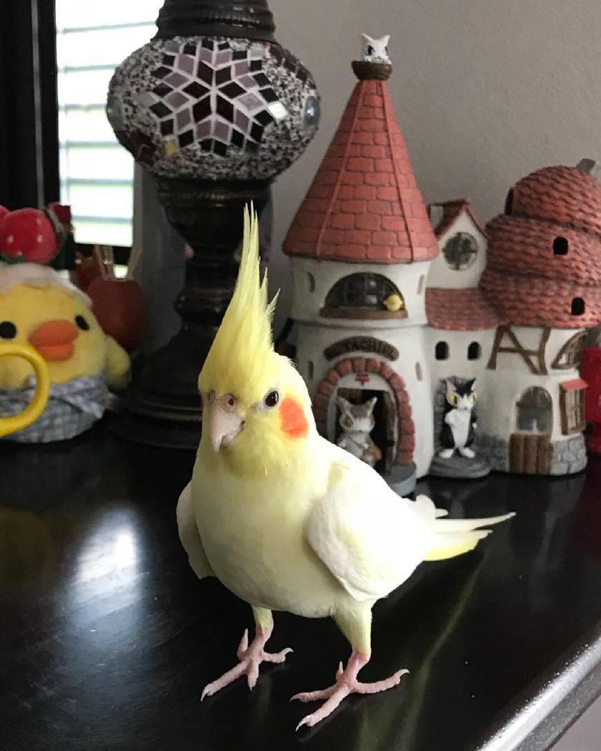 作为宠物鸟中的颜值巅峰玄凤鹦鹉最有特色的就是这对小腮红了